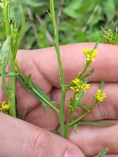 Hedge mustard (Sisymbrium officinale)