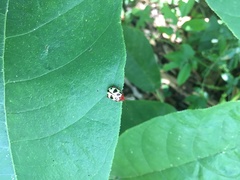 Notozona histrionica