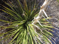 Dasylirion acrotrichum