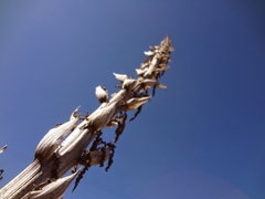 Dasylirion acrotrichum