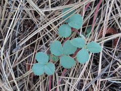 Fragaria virginiana platypetala