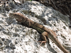 Aspidoscelis angusticeps