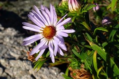 Symphyotrichum laeve laeve