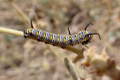 Plain Tiger Butterfly