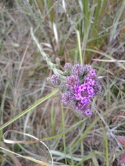 Carphephorus pseudoliatris