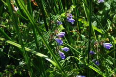 Scutellaria galericulata