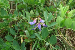 Lathyrus japonicus