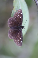 Pholisora mejicanus