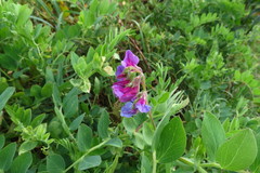 Lathyrus japonicus