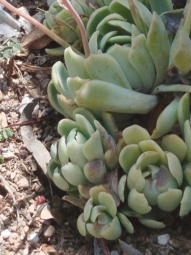 Rosa-de-pedra