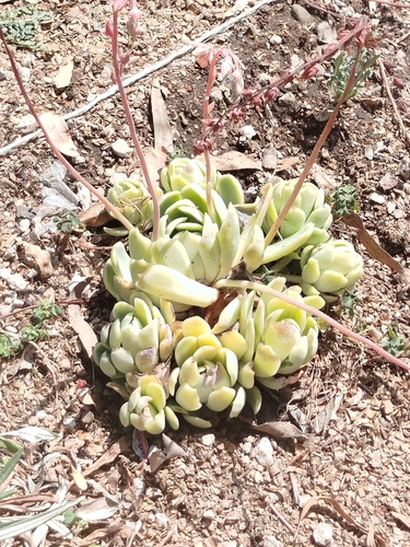Foto de Rosa-de-pedra