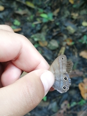Amiga arnaca