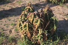 Aloe pearsonii