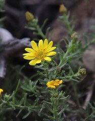 Osteospermum spinosum