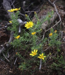 Osteospermum spinosum