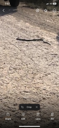 Eastern Brown Snake sighting