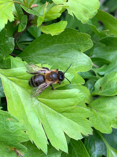 Chocolate Mining Bee