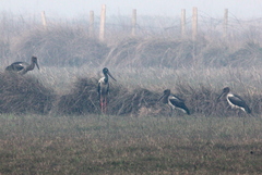 Ephippiorhynchus asiaticus asiaticus
