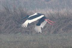 Ephippiorhynchus asiaticus asiaticus