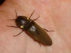 Pyrophorus