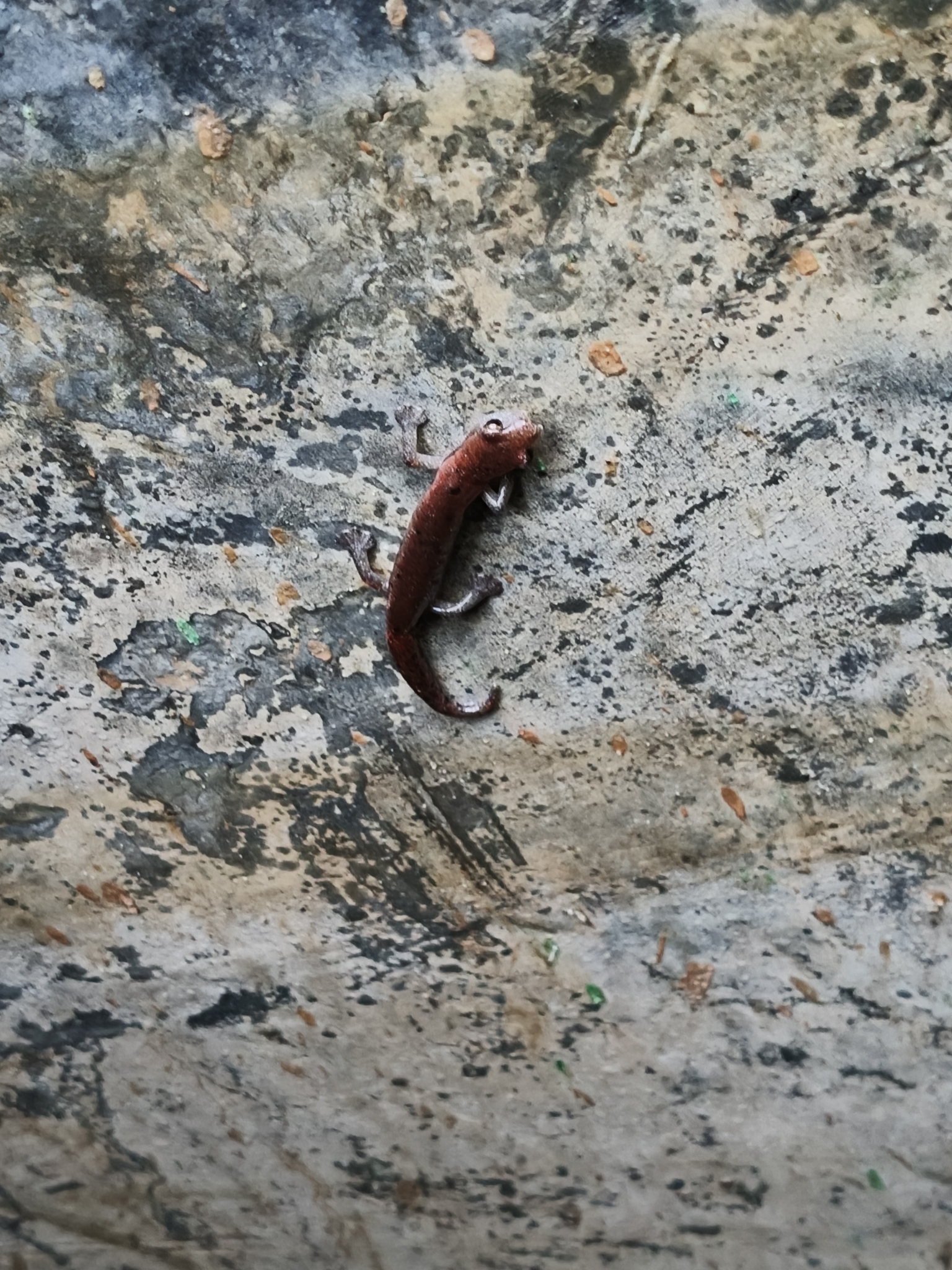 Hartweg's Climbing Salamander, Bolitoglossa hartwegi