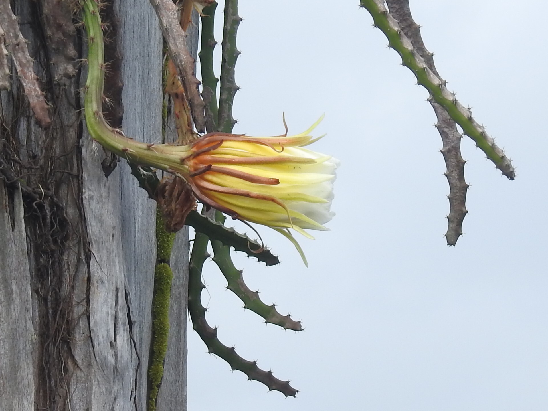 Hylocereus extensus