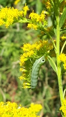 Condicinae