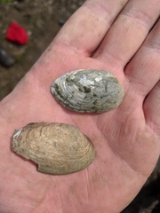 Venustaconcha ellipsiformis