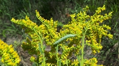 Condicinae