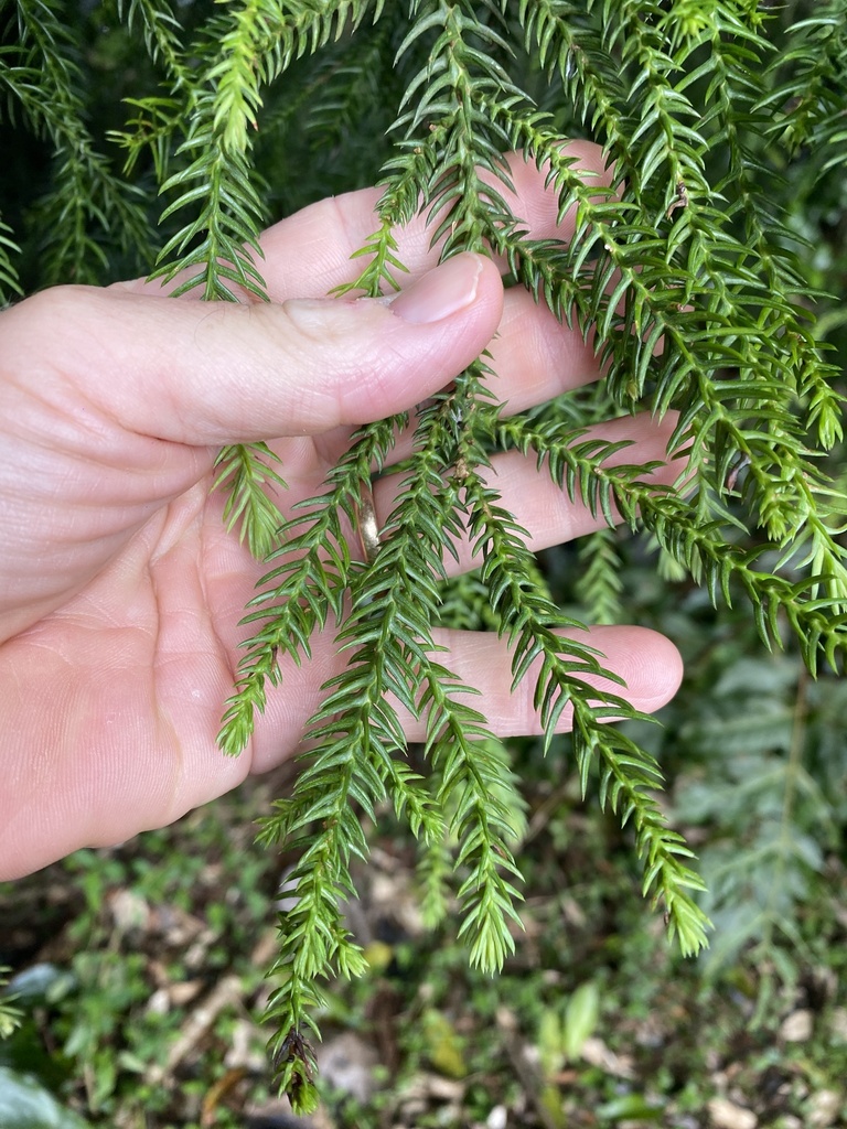 Araucaria cunninghamii - council-listed tree