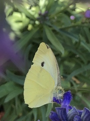 Pieris rapae