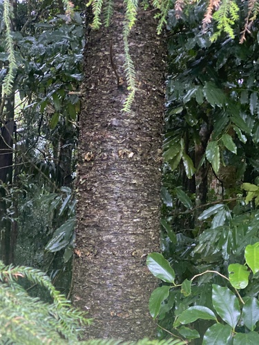 Araucaria cunninghamii