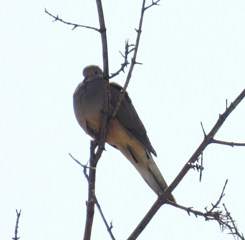 Mourning Dove photographed in Idaho
