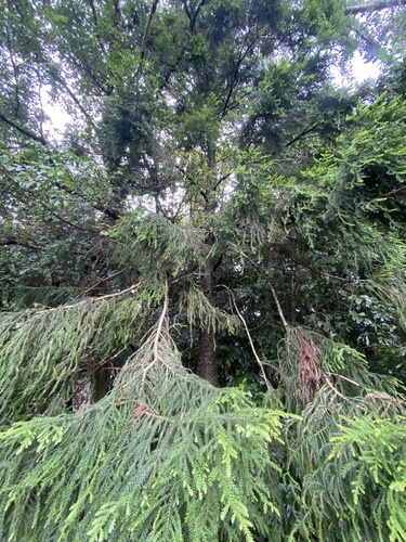 Araucaria cunninghamii