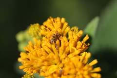 Pseudocentrinus ochraceus