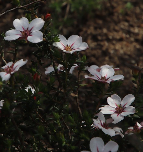 Image of Adenandra uniflora by (c) Tony Rebelo, some rights reserved (CC BY-SA)