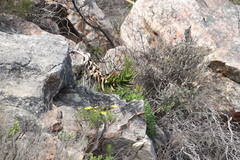 Aloiampelos commixta