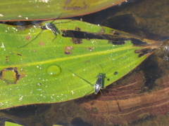 Neogerris hesione