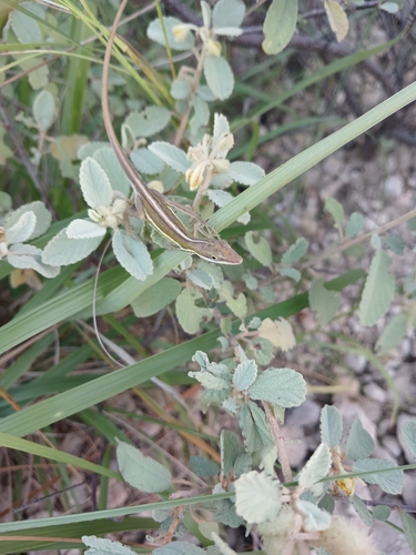 Monte Cristi Anole, Anolis olssoni