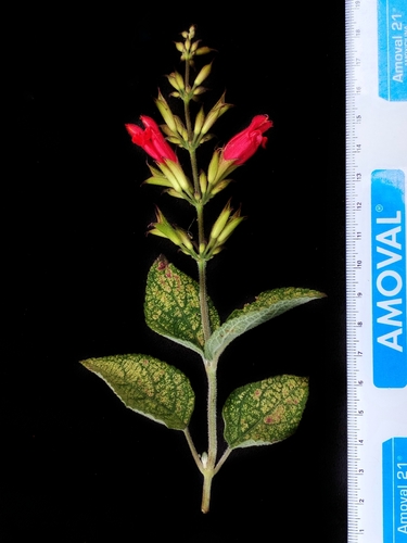 Salvia karwinskii, photograph 3
