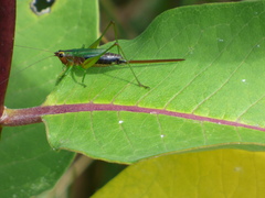 Conocephalus nigropleurum