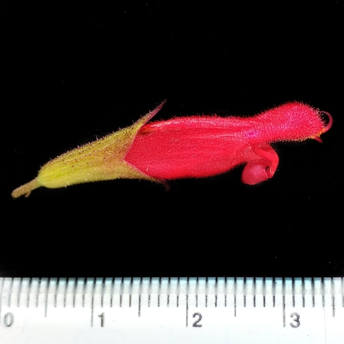 Salvia karwinskii, photograph 4