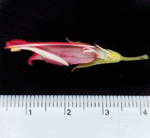 Salvia karwinskii, photograph 5