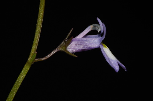 Image of Lobelia feayana by (c) Brian Finzel, some rights reserved (CC BY-SA)