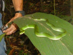 Erythrolamprus typhlus