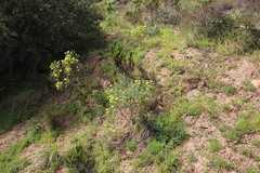 Osteospermum spinosum