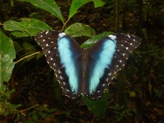 Morpho menelaus