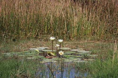 Image of Nymphaea ampla by (c) Ricard Busquets Reverte, some rights reserved (CC BY)