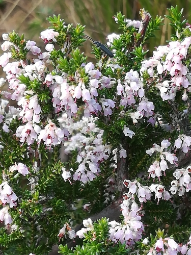 Image of Erica paniculata by (c) Noeleen du Toit, some rights reserved (CC BY-SA)