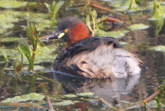 Tachybaptus ruficollis